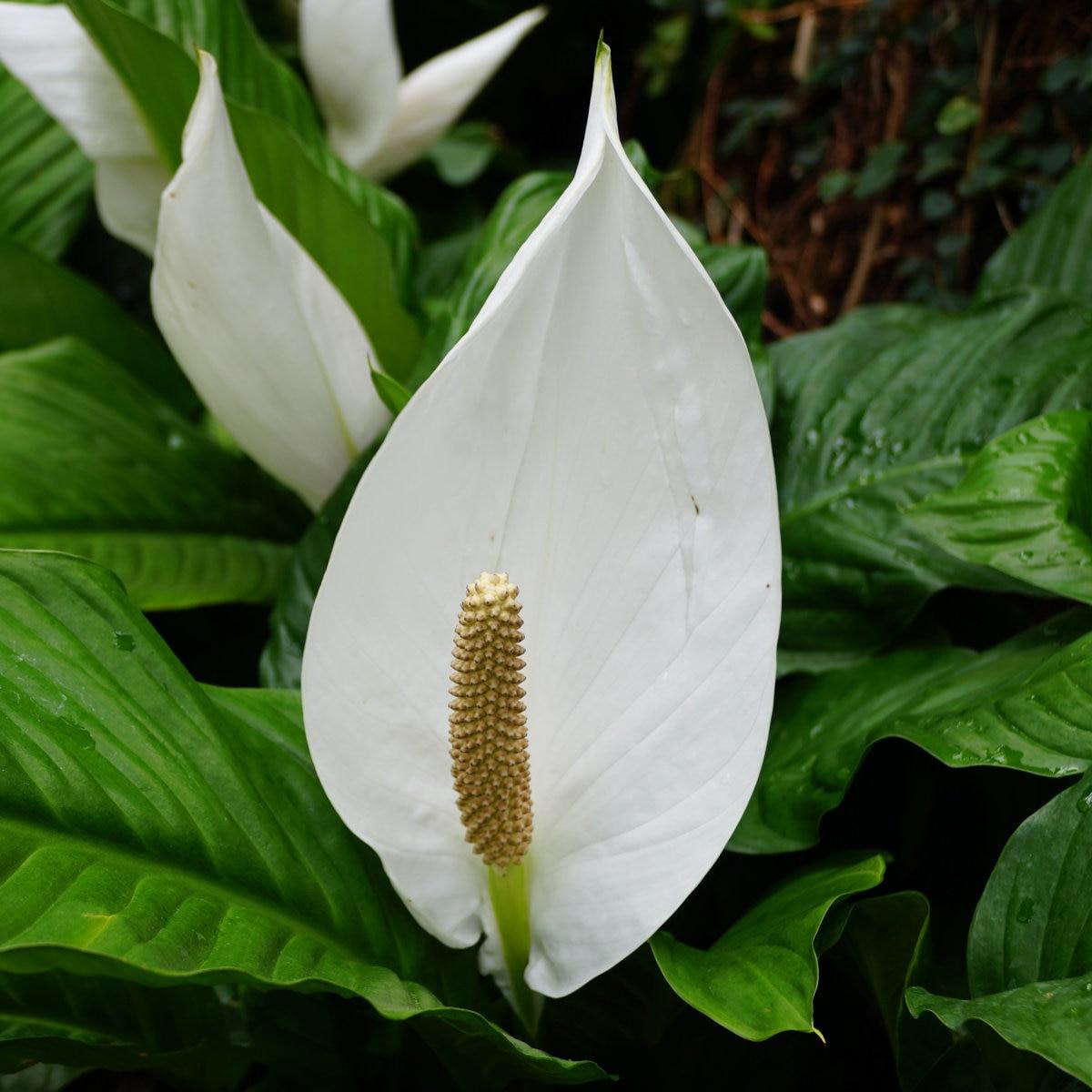 Spathiphyllum ‘Maracay’ (Maracay Peace Lily)