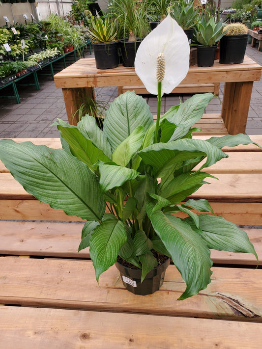 Spathiphyllum 'Platinum Mist' (Platinum Mist Peace Lily)