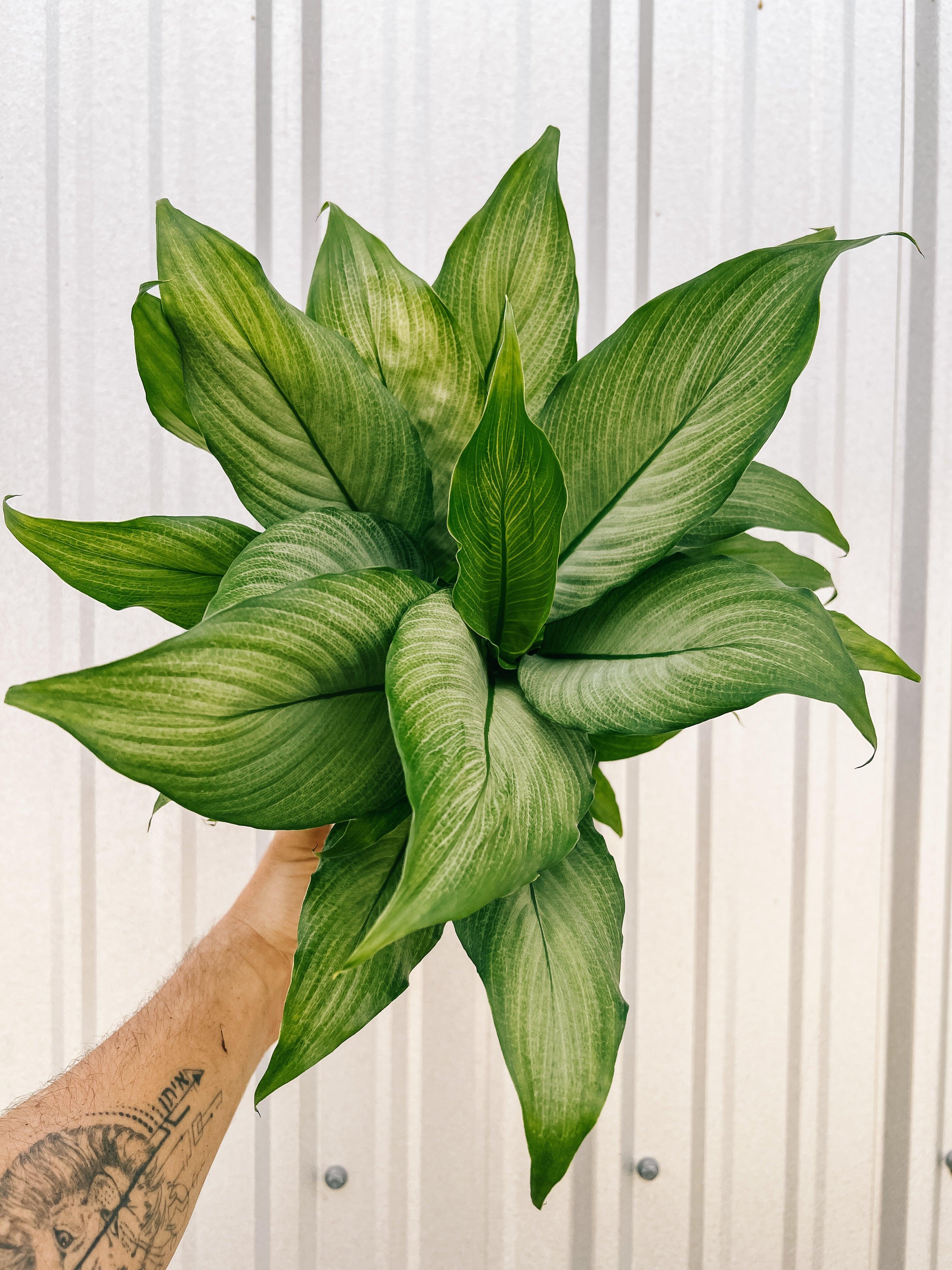 Spathiphyllum 'Platinum Mist' (Platinum Mist Peace Lily)