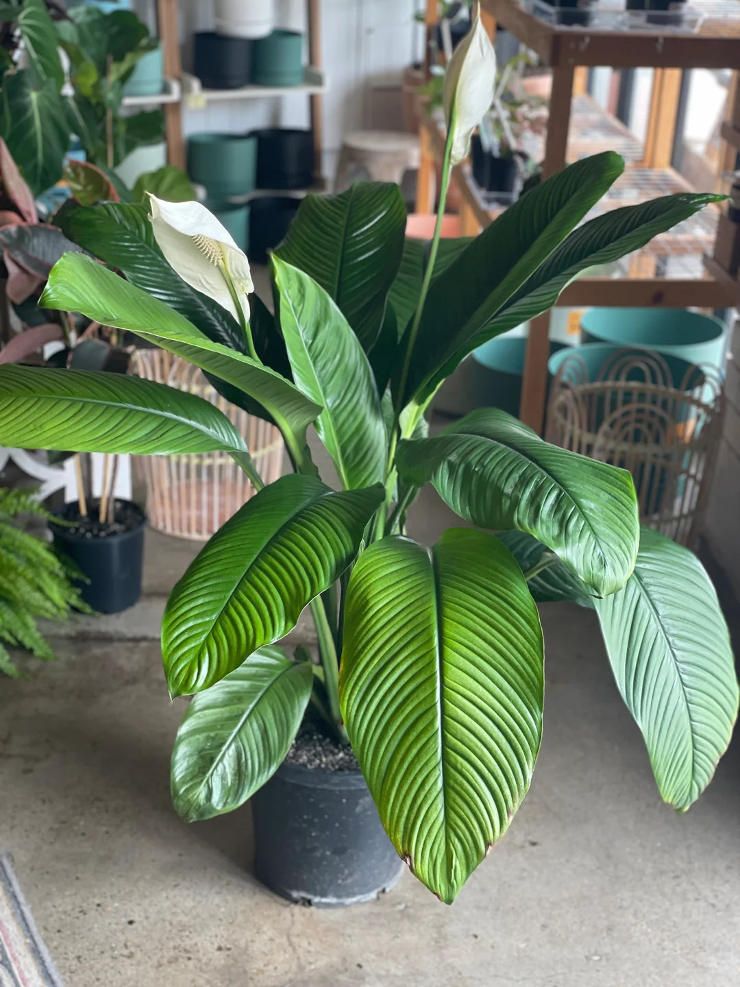 Spathiphyllum ‘Sensation’ (Sensation Peace Lily)