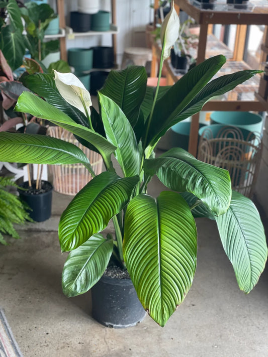 Spathiphyllum ‘Sensation’ (Sensation Peace Lily)