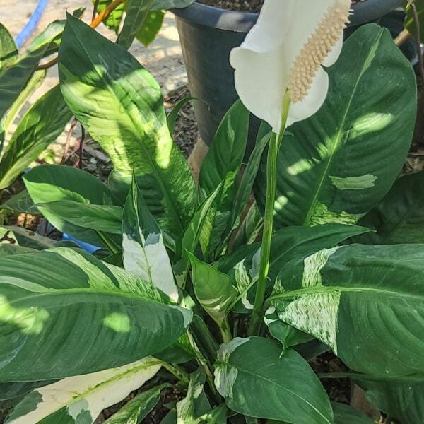 Spathiphyllum ‘Sensation Variegata’ (Variegated Giant Peace Lily)