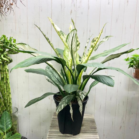 Spathiphyllum ‘Sensation Variegata’ (Variegated Giant Peace Lily)