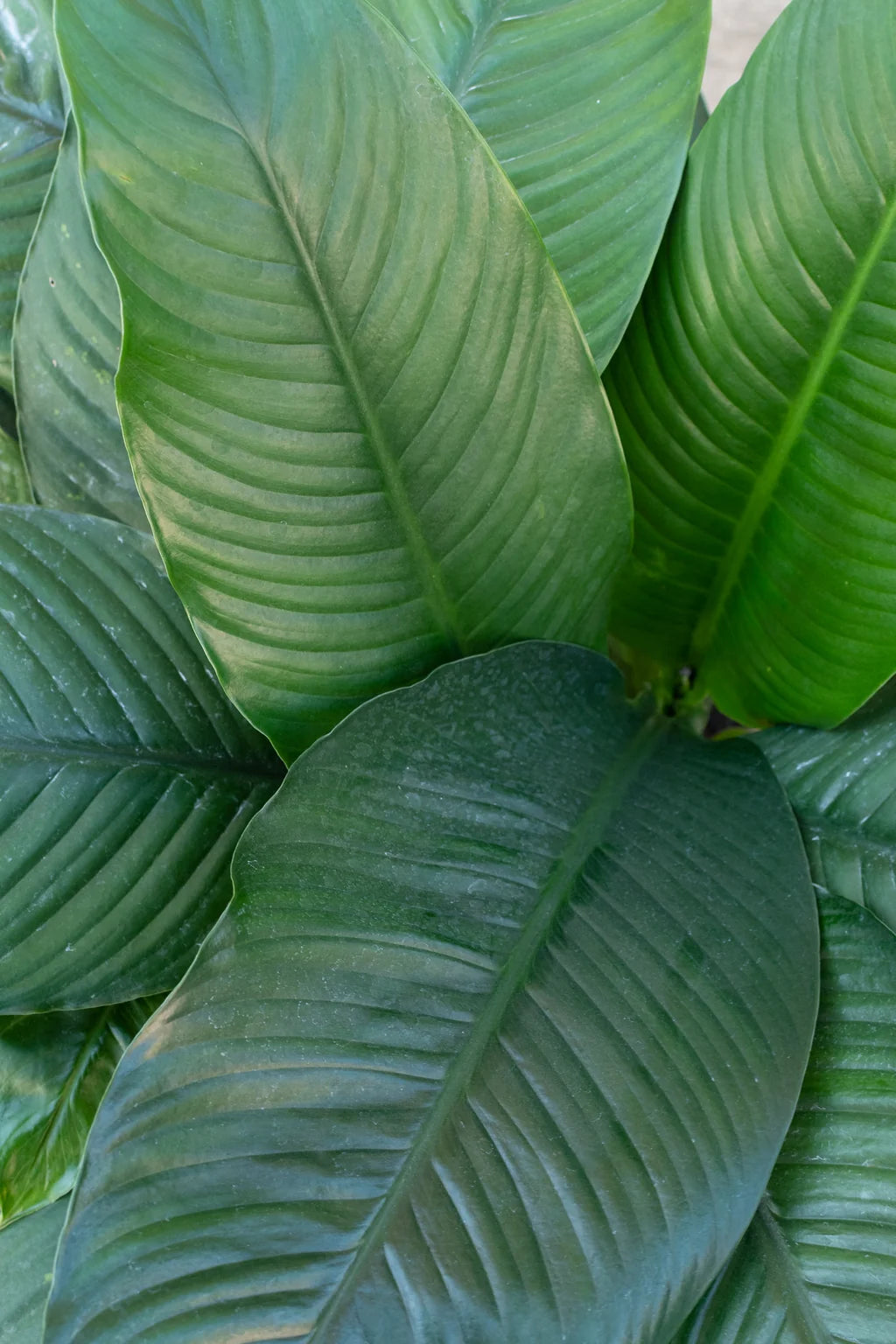 Spathiphyllum ‘Sensation’ (Sensation Peace Lily)