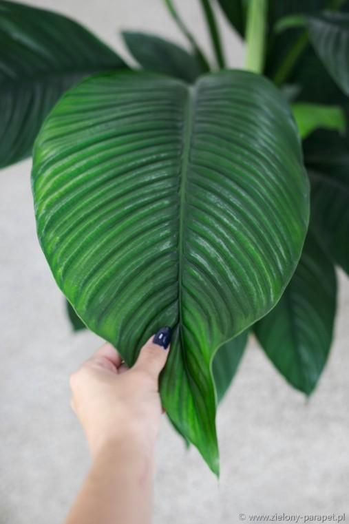 Spathiphyllum ‘Sensation’ (Sensation Peace Lily)