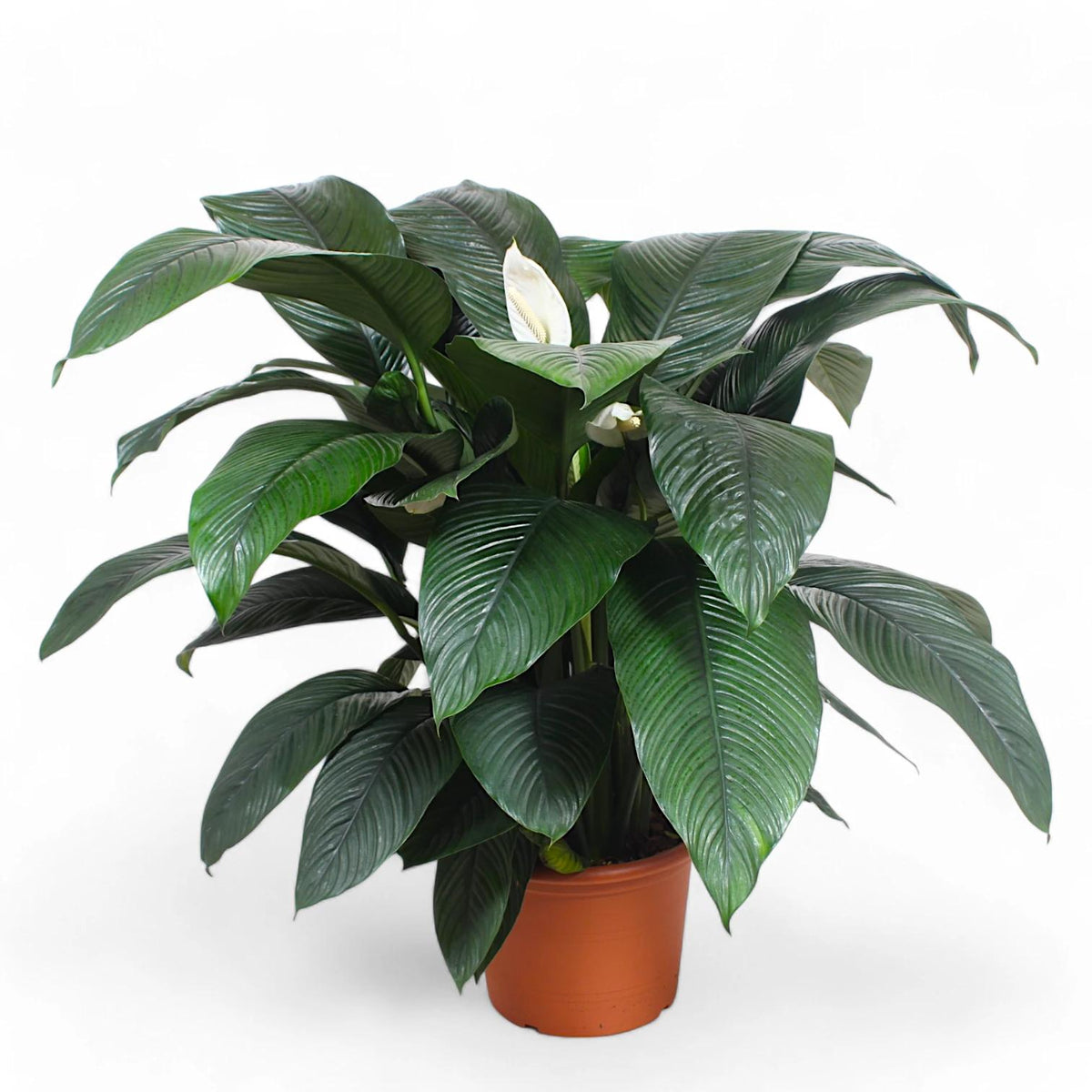Spathiphyllum ‘Sensation’ (Giant Peace Lily)