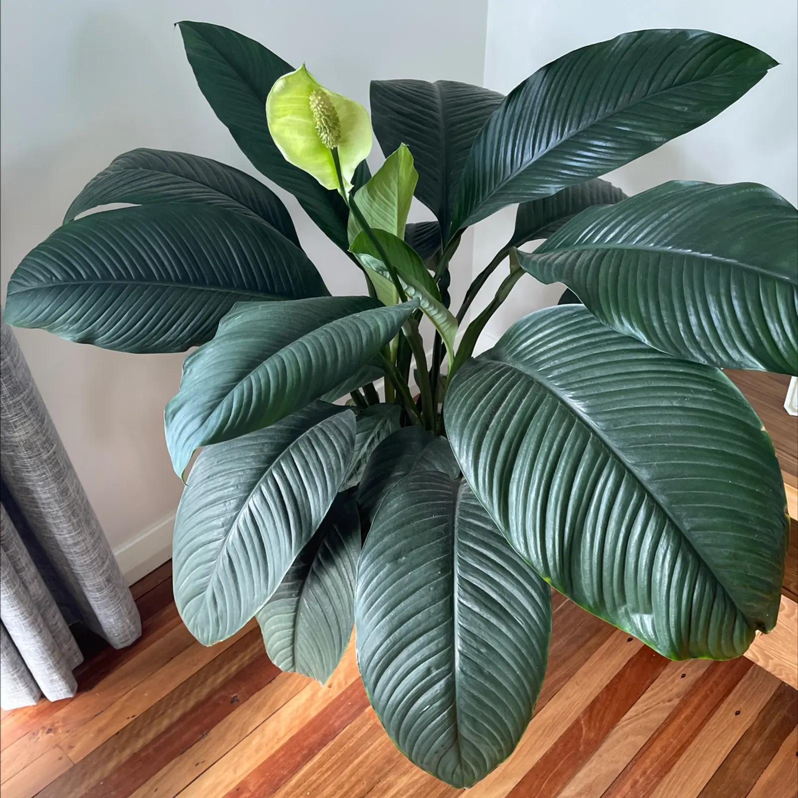 Spathiphyllum ‘Sensation’ (Giant Peace Lily)