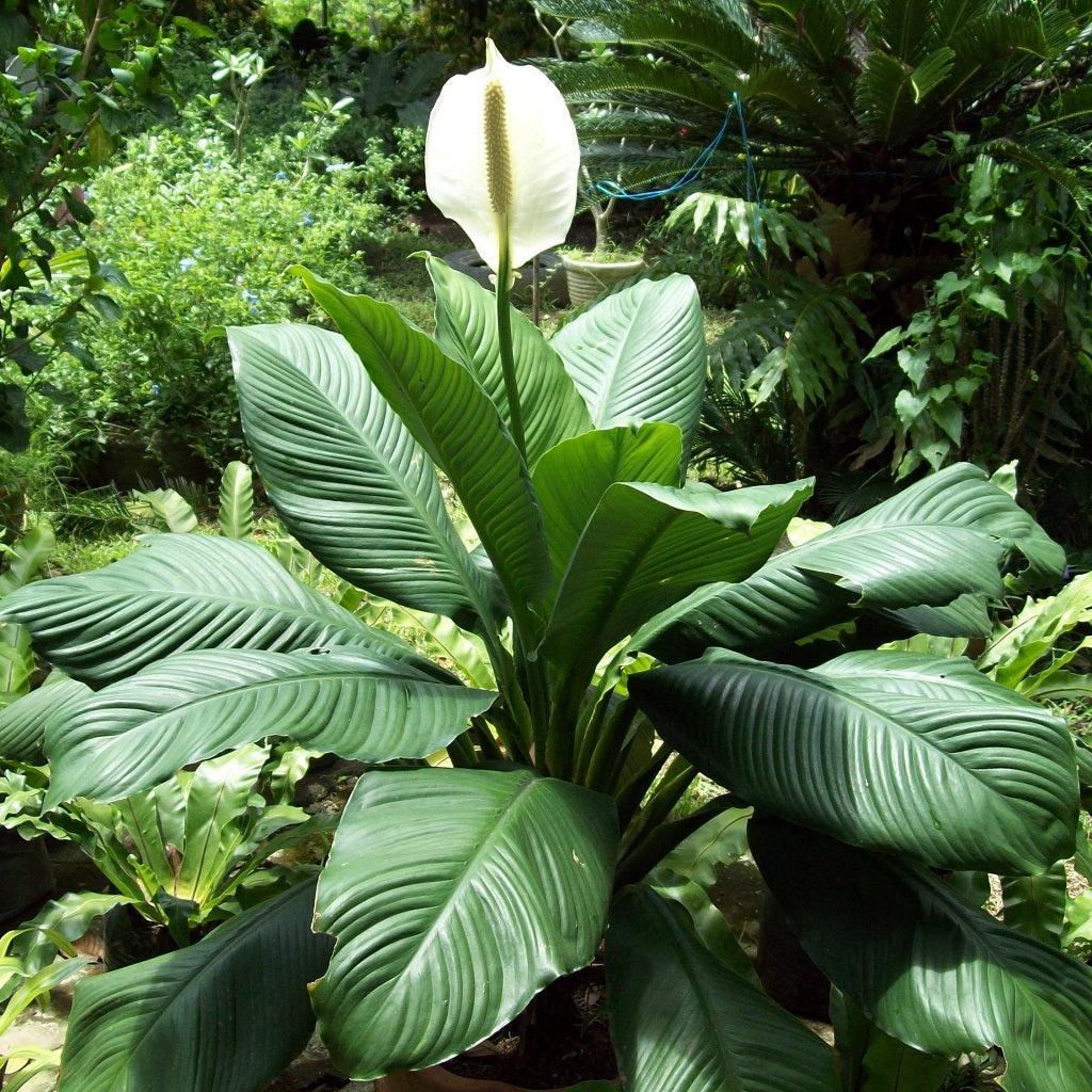 Spathiphyllum ‘Sensation’ (Giant Peace Lily)