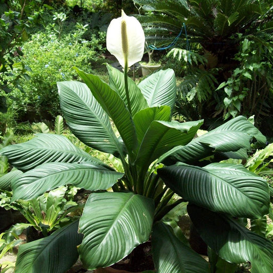 Spathiphyllum ‘Sensation’ (Giant Peace Lily)