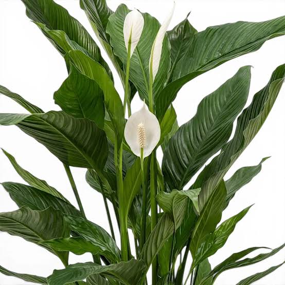 Spathiphyllum ‘Sweet Sebastiano’ (Peace Lily)