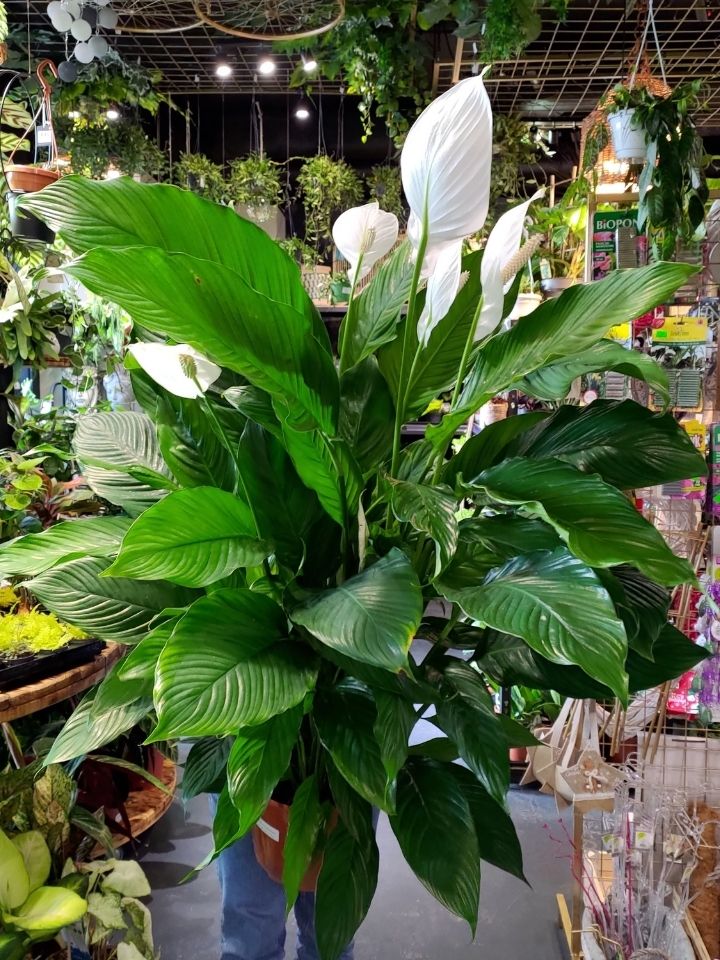 Spathiphyllum ‘Sweet Sebastiano’ (Peace Lily)