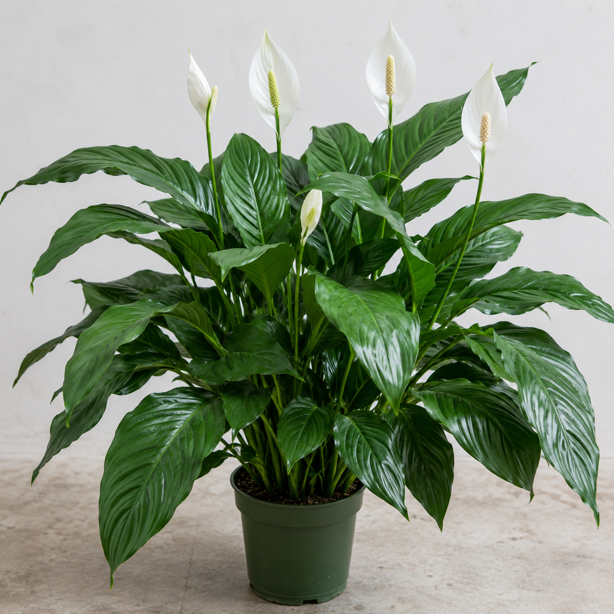 Spathiphyllum Wallisii (Flower Bunch)