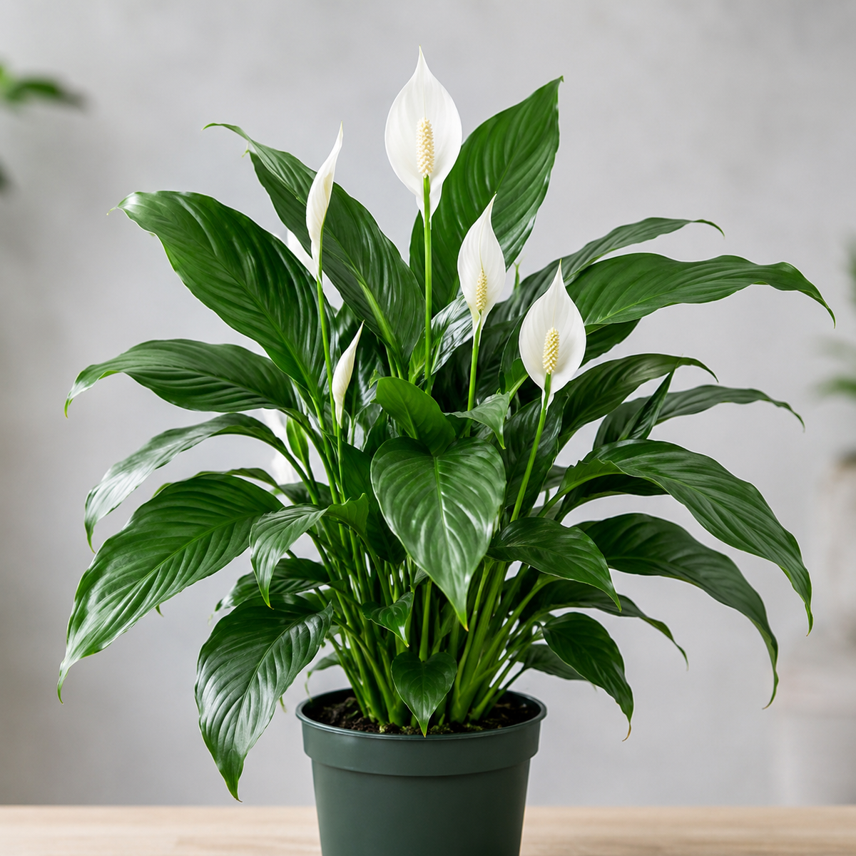Spathiphyllum Wallisii (Flower Bunch)