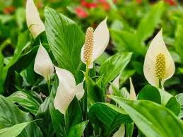 Spathiphyllum Cv. Assorted (Assorted Peace Lily)