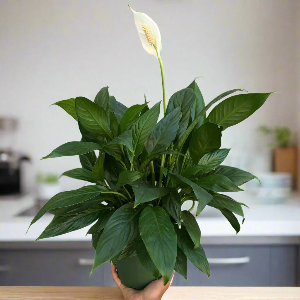 Spathiphyllum Cv. Assorted (Assorted Peace Lily)