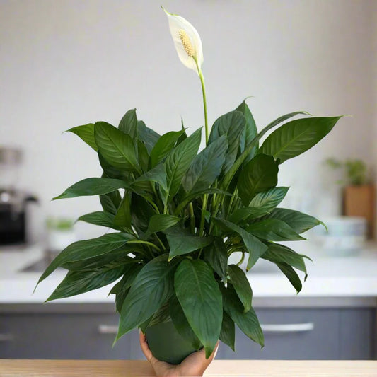 Spathiphyllum Cv. Assorted (Assorted Peace Lily)