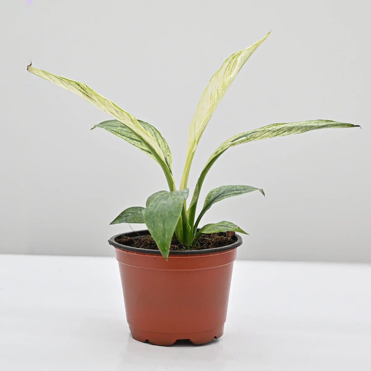 Spathiphyllum Sensation Variegated (Variegated Peace Lily)
