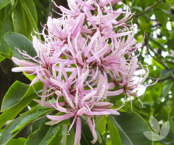 Calodendrum Capense (Cape Chestnut)