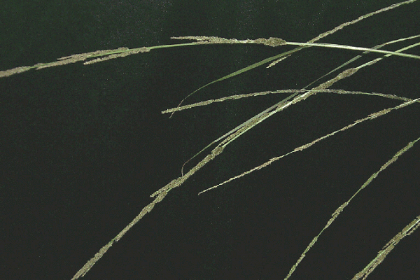 Sporobolus Elongatus (Slender Rat’s Tail Grass)