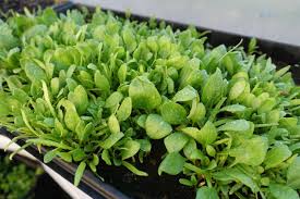 Spinacia Oleracea (Baby Spinach)