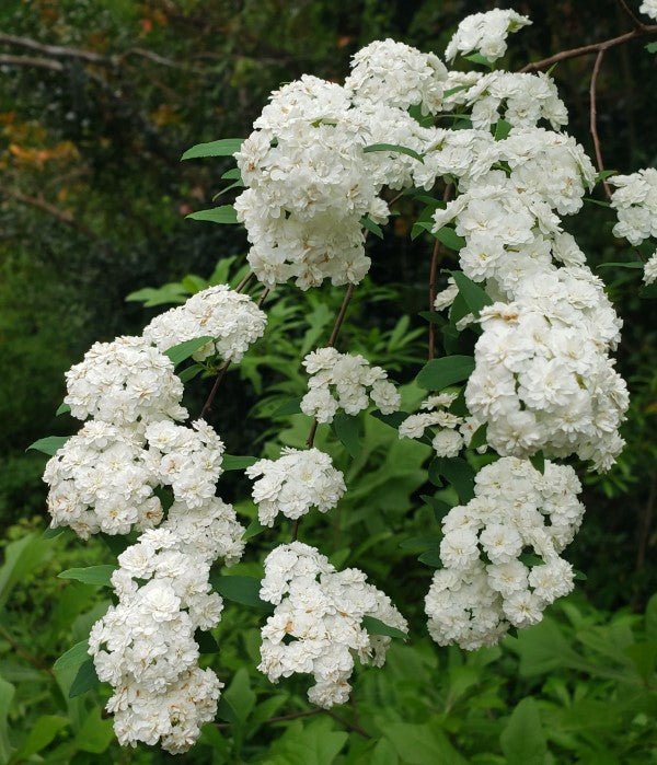 Spiraea × vanhouttei ‘Double White May’ (Bridal Wreath Spirea)