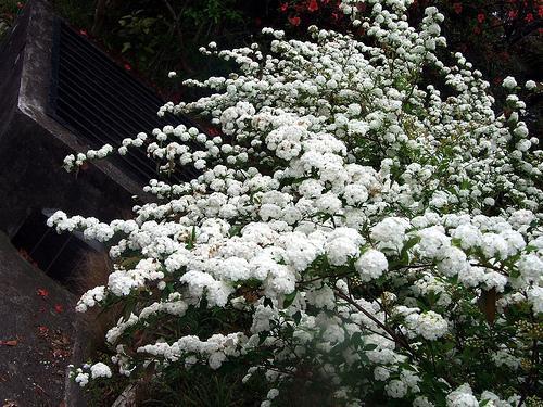 Spiraea × vanhouttei ‘Double White May’ (Bridal Wreath Spirea)
