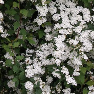 Spiraea × vanhouttei ‘Double White May’ (Bridal Wreath Spirea)