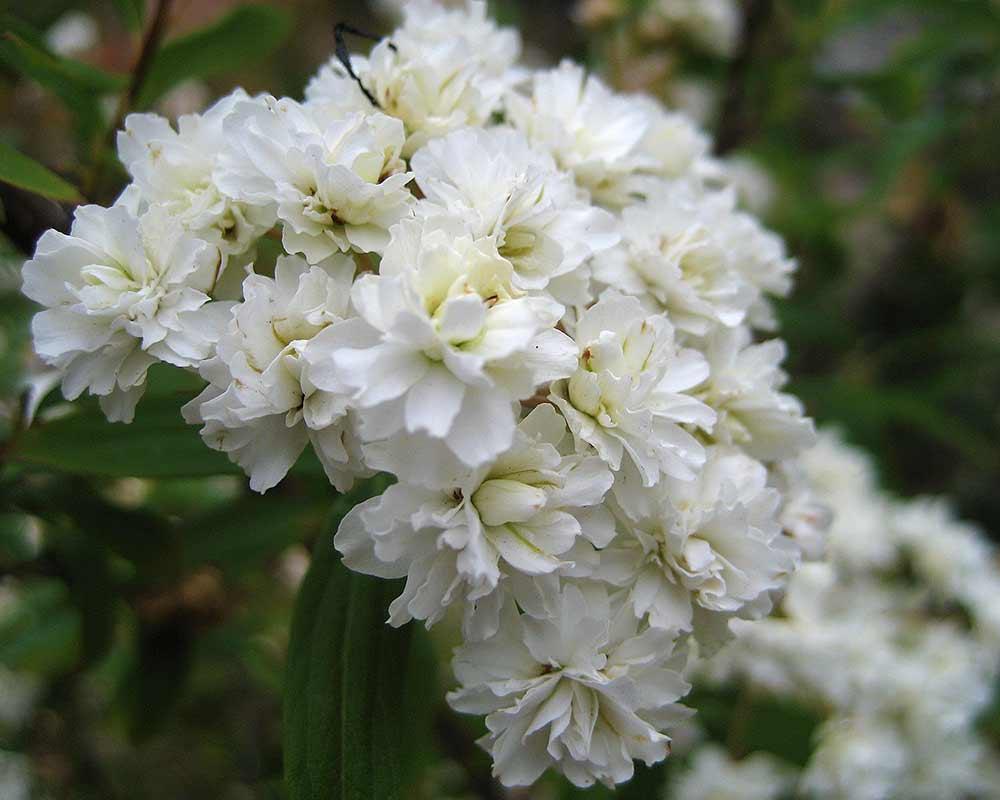 Spiraea ‘Double White May’ (Double White May Spirea)