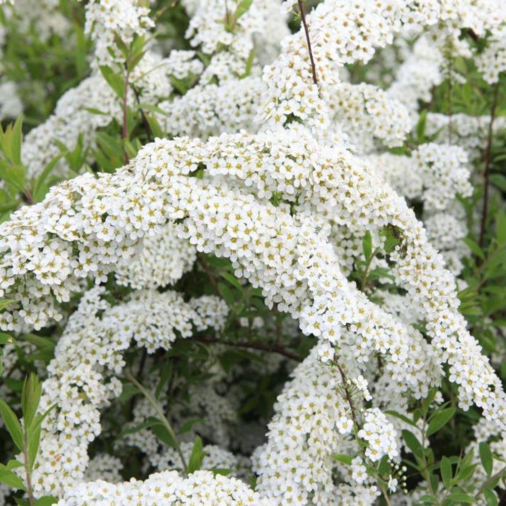 Spiraea ‘Double White May’ (Double White May Spirea)