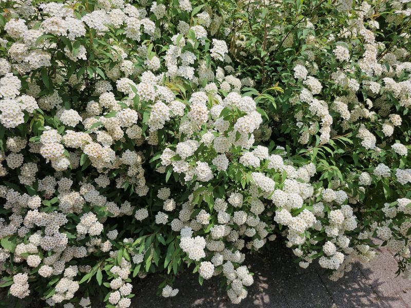 Spiraea ‘Double White May’ (Double White May Spirea)