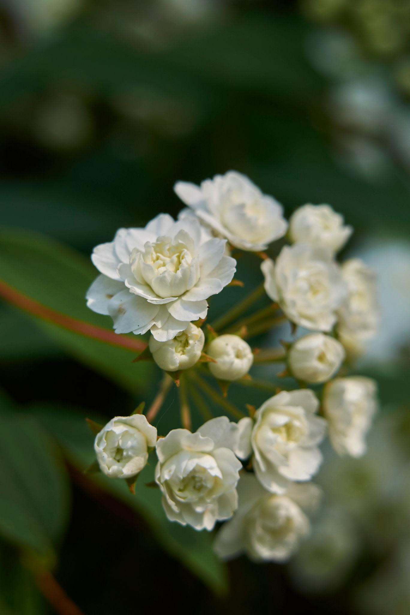 Spiraea Cantoniensis 'Lanceata' (Reeves Spirea)