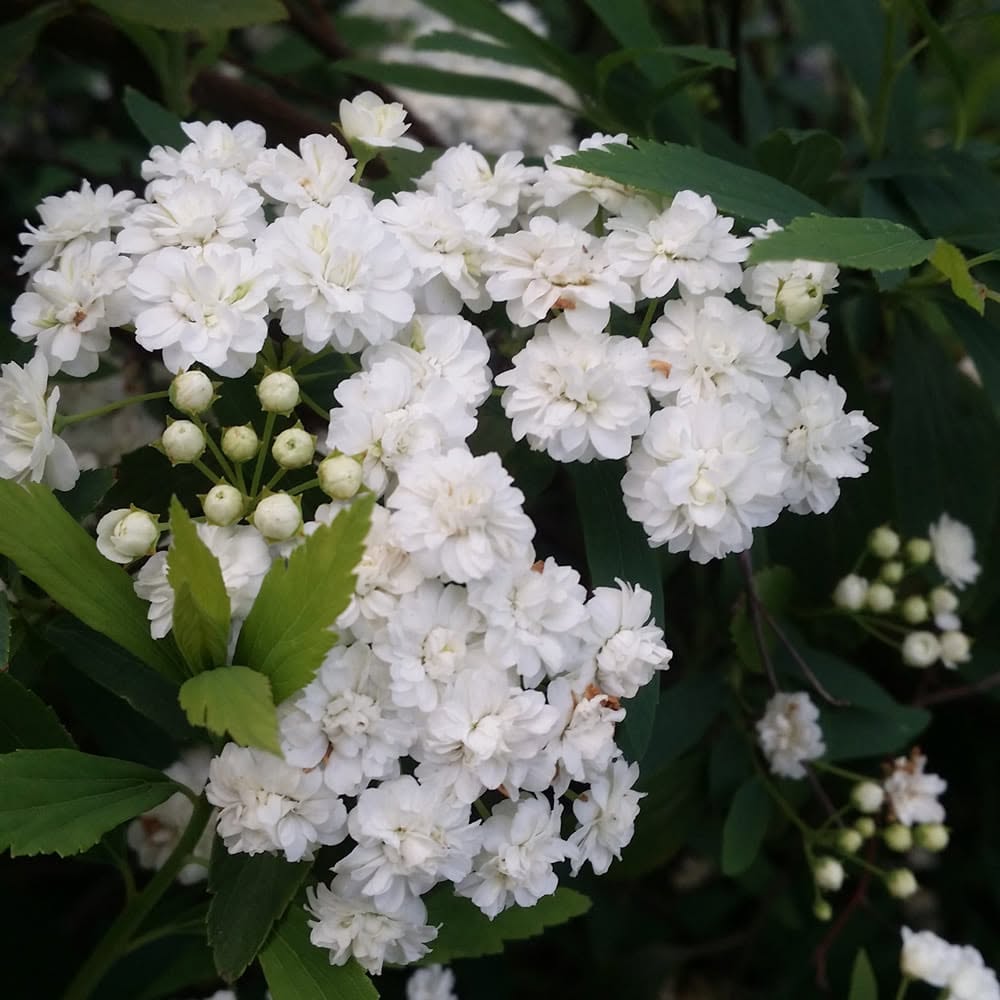 Spiraea Cantoniensis 'Lanceata' (Reeves Spirea)