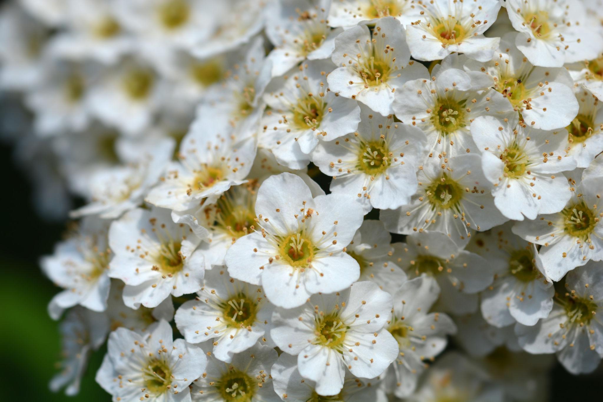 Spiraea Cantoniensis (Reeves Spirea)