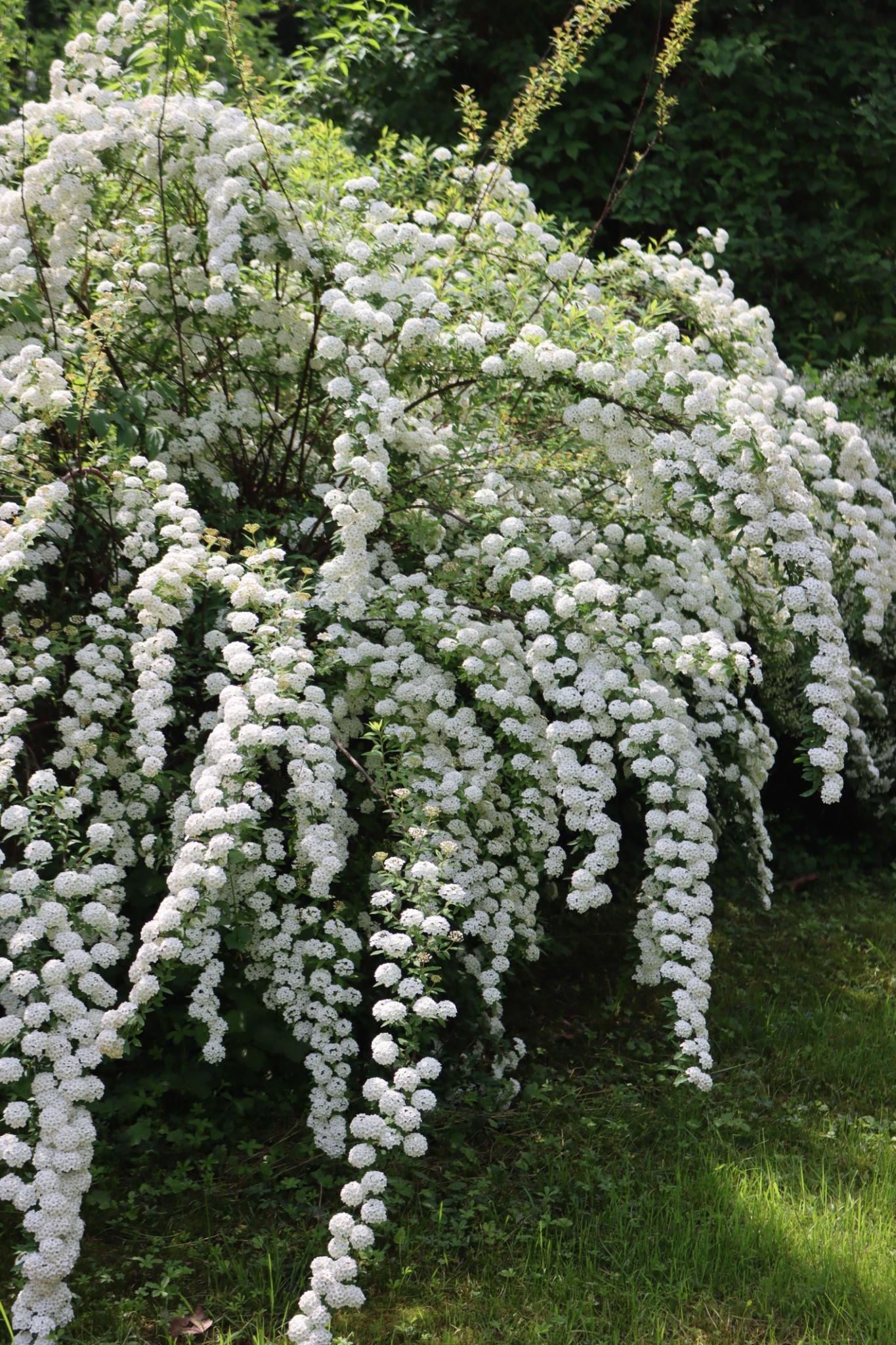 Spiraea Cantoniensis (Reeves Spirea)