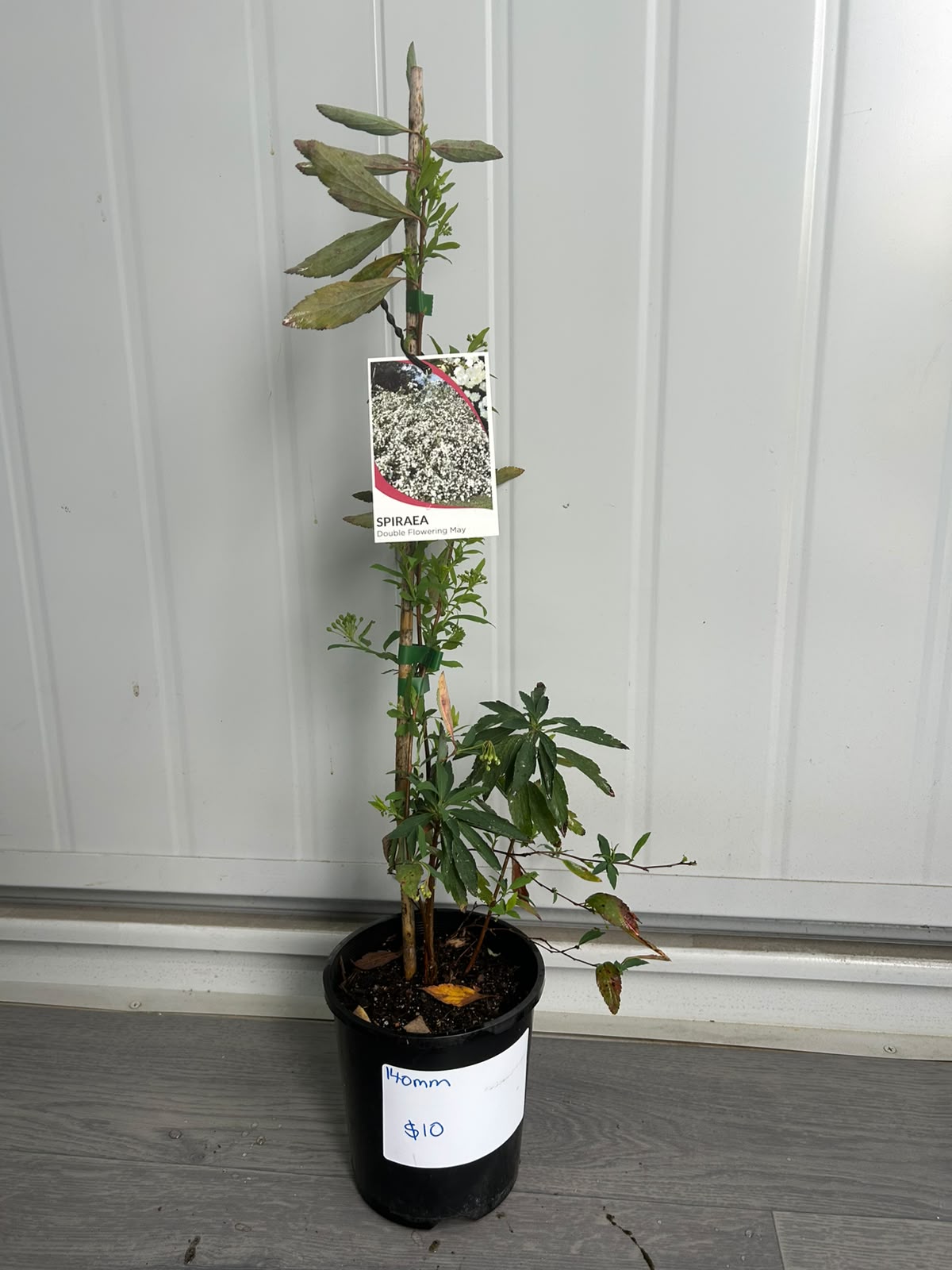Spiraea ‘Double White May’ (Double White May Spirea) CLEARANCE