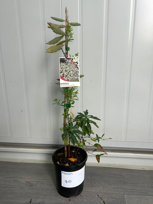 Spiraea ‘Double White May’ (Double White May Spirea) CLEARANCE