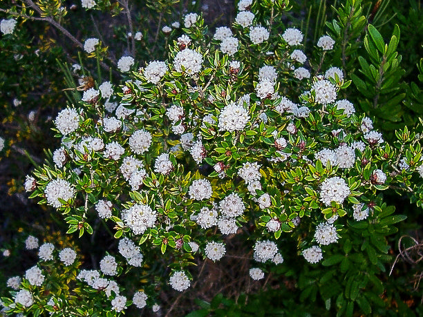 Spyridium scortechinii – Australian Native Shrub