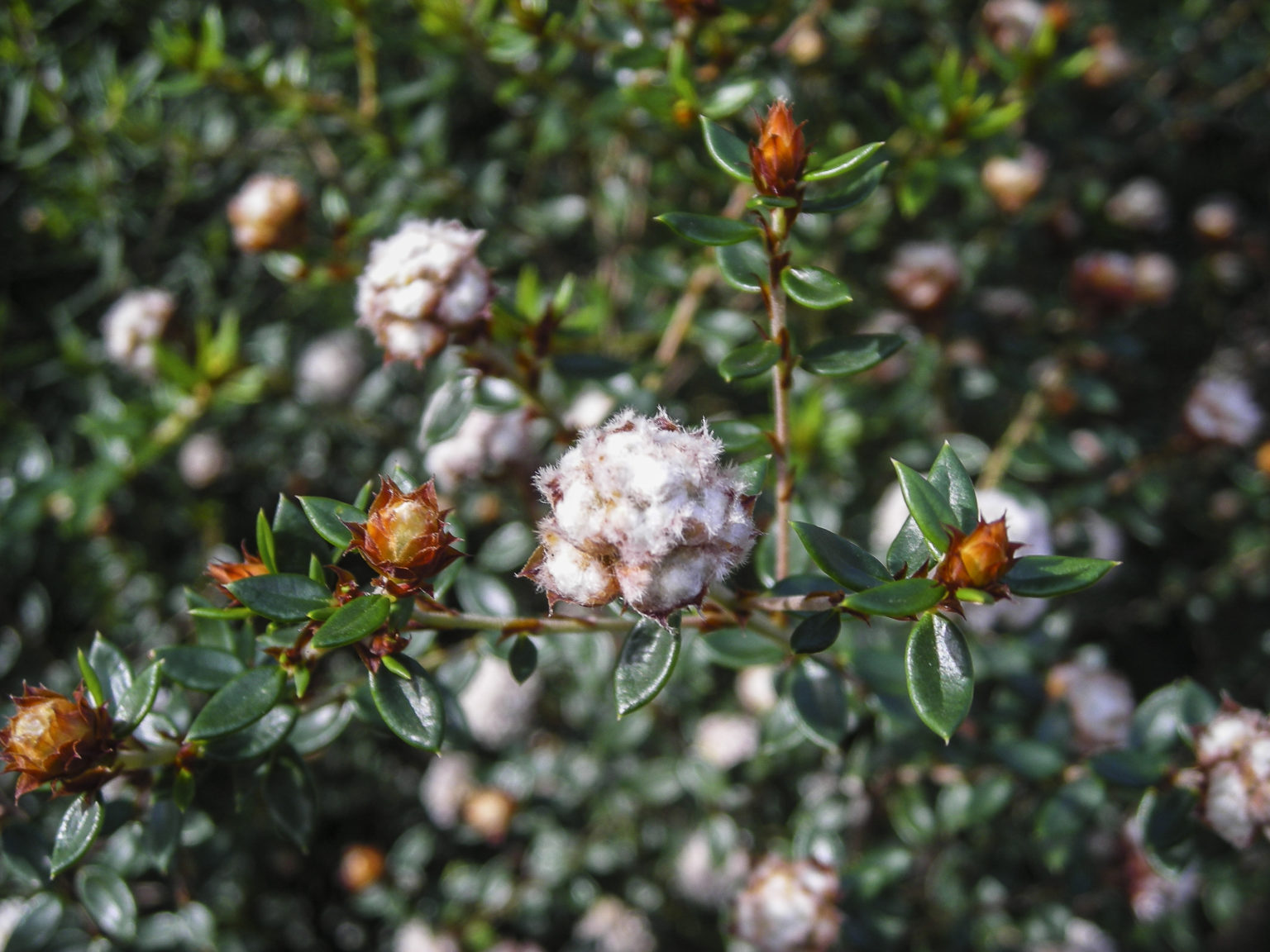 Spyridium scortechinii – Australian Native Shrub