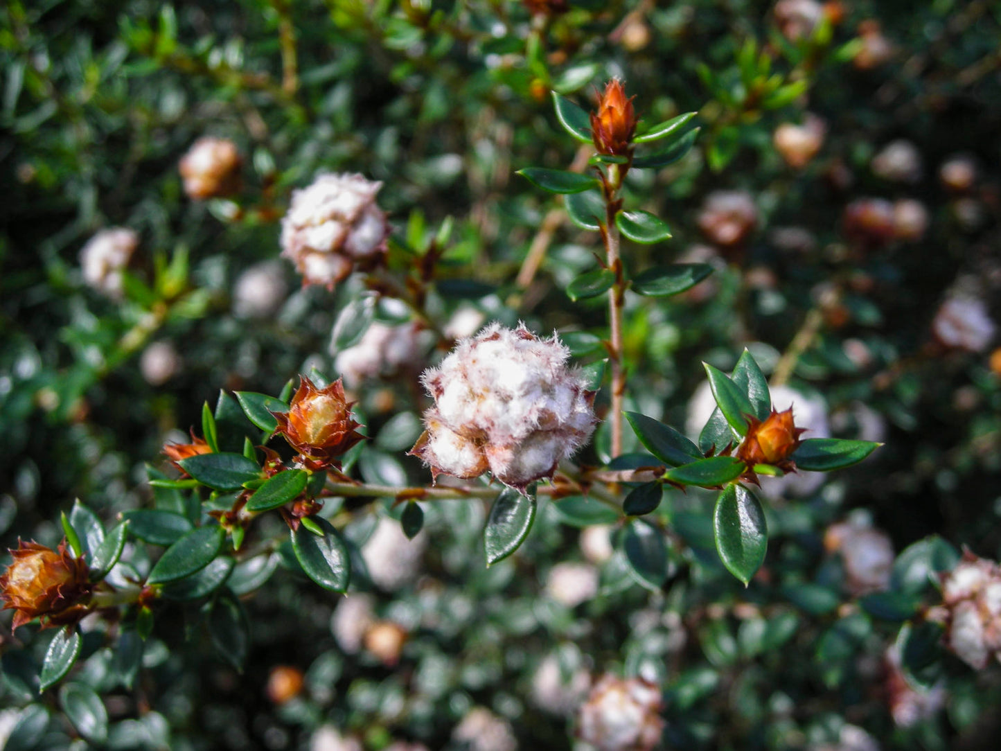 Spyridium scortechinii – Australian Native Shrub