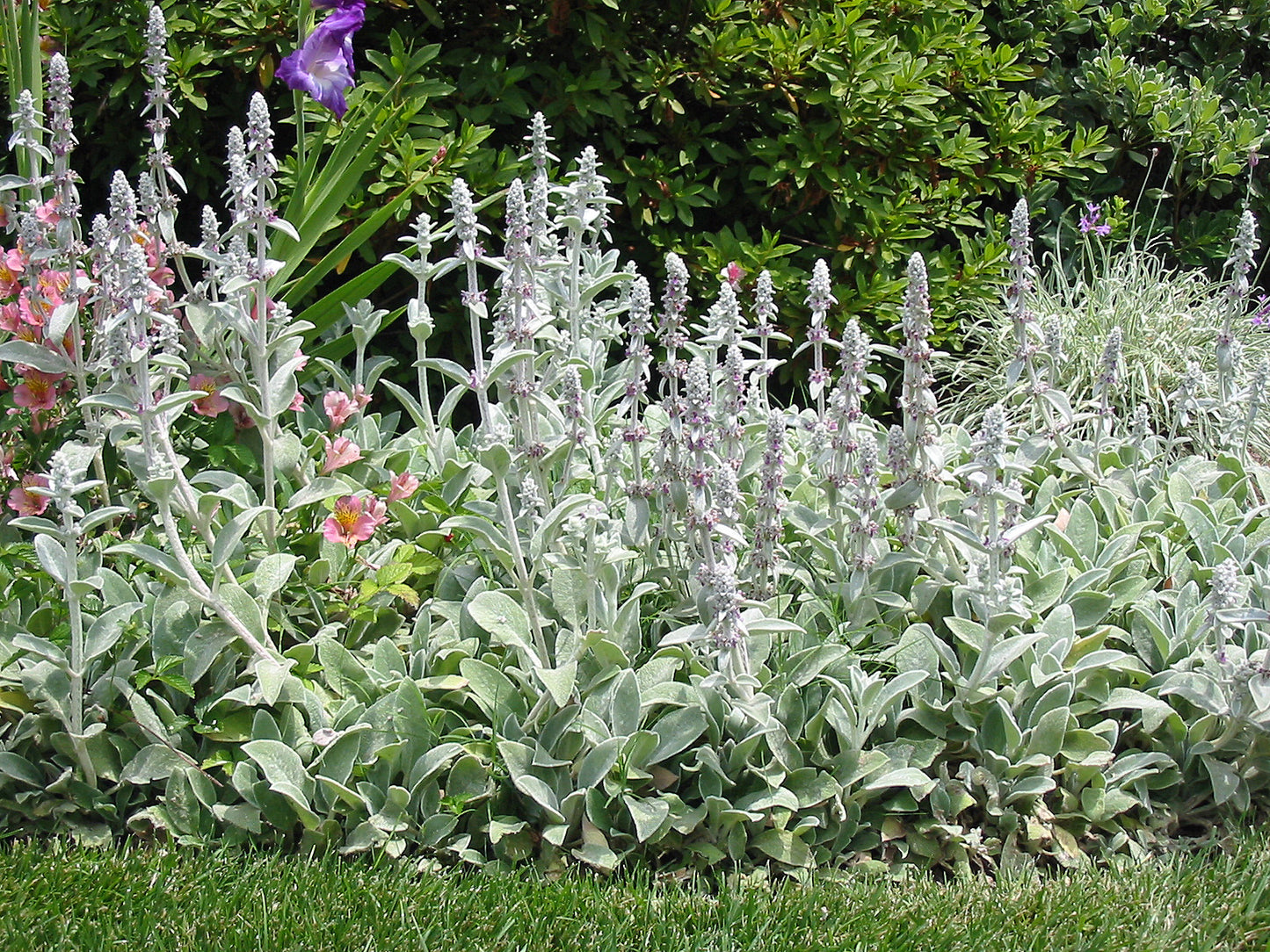 Stachys Byzantina (Lamb’s Ears)