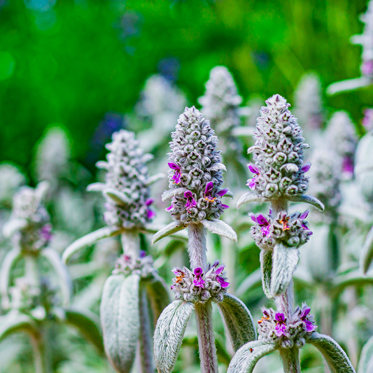 Stachys Byzantina (Lamb’s Ears)