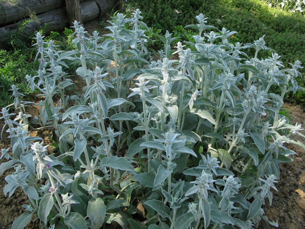 Stachys Lanata (Lamb's Ear)