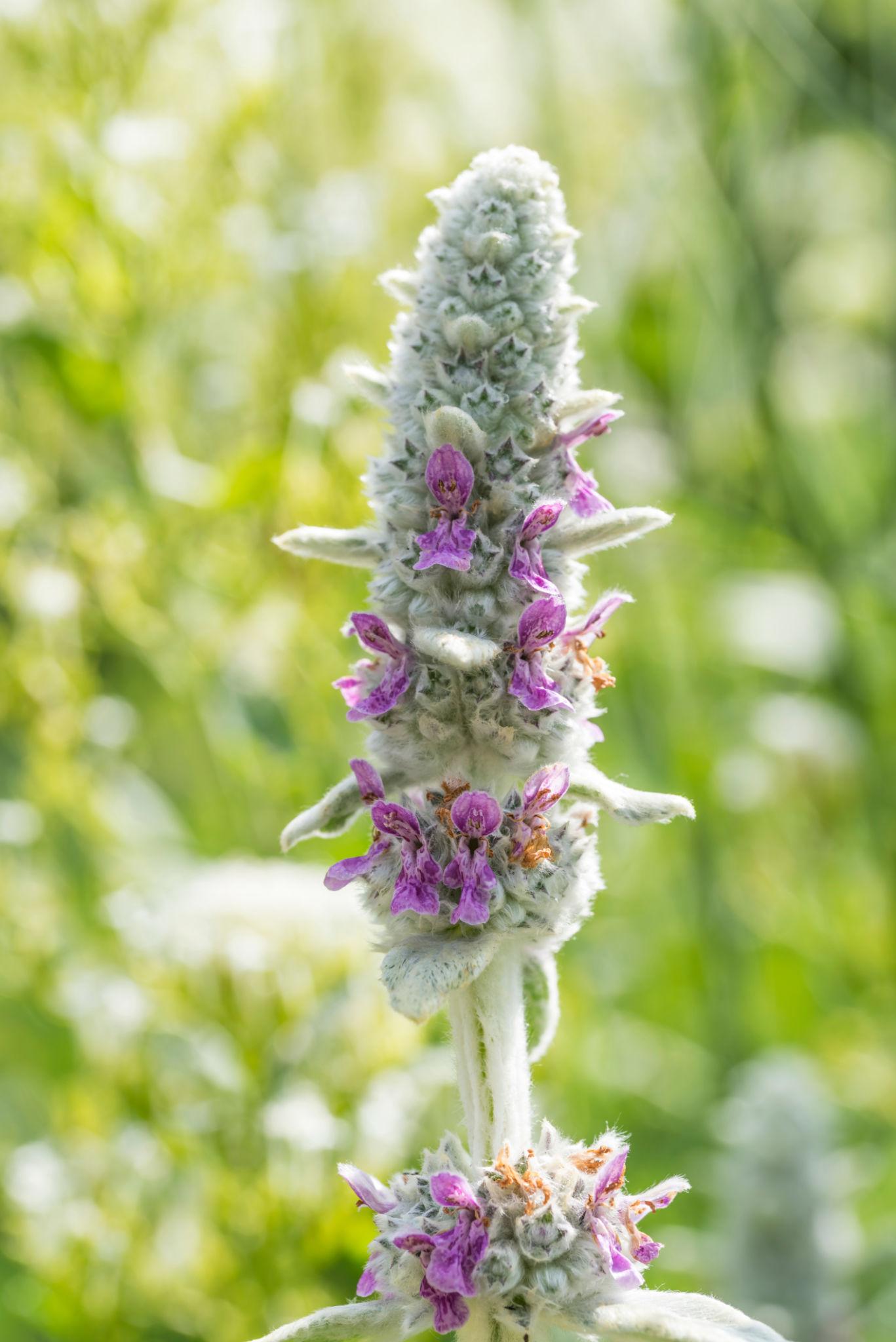 Stachys Lanata (Lamb's Ear)