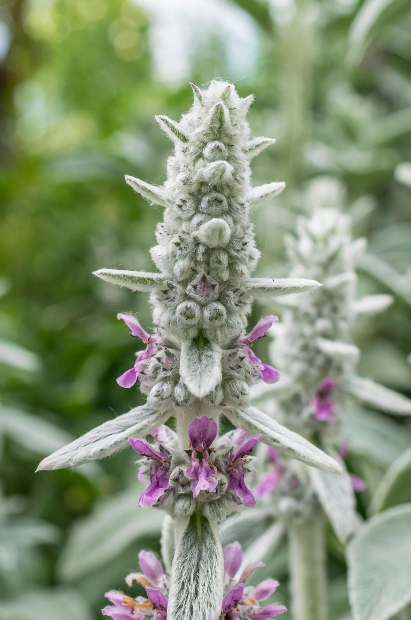 Stachys Lanata (Lamb's Ear)
