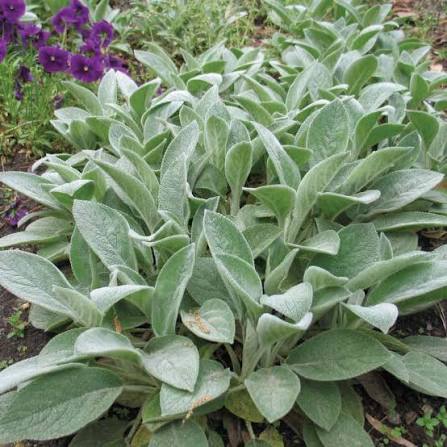 Stachys Lanata (Lamb's Ear)