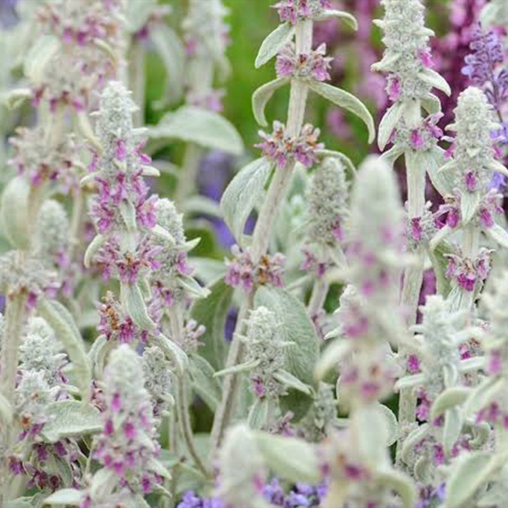 Stachys Lanata (Lamb's Ear)