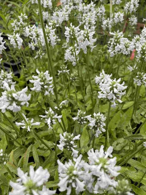 Stachys Officinalis 'Summer Snowcone' (Betony)