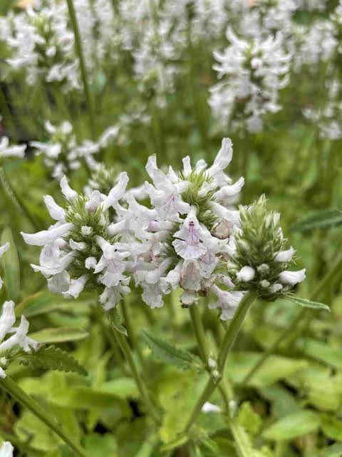 Stachys Officinalis 'Summer Snowcone' (Betony)