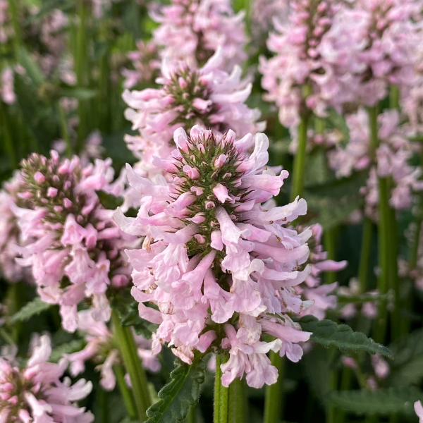 Stachys Officinalis 'Summer Sweets' (Betony)