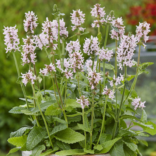 Stachys Officinalis 'Summer Sweets' (Betony)